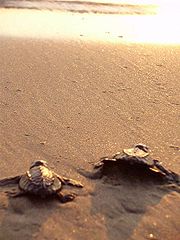 Morjim Beach, olove ridly turtles