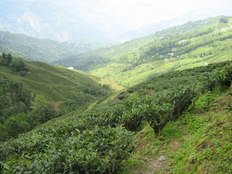 Darjeeling tea plantation