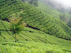 Munnar tea plantations hill